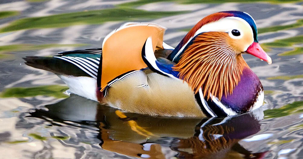 Mandarin Duck: A Guide to the Vibrant Species