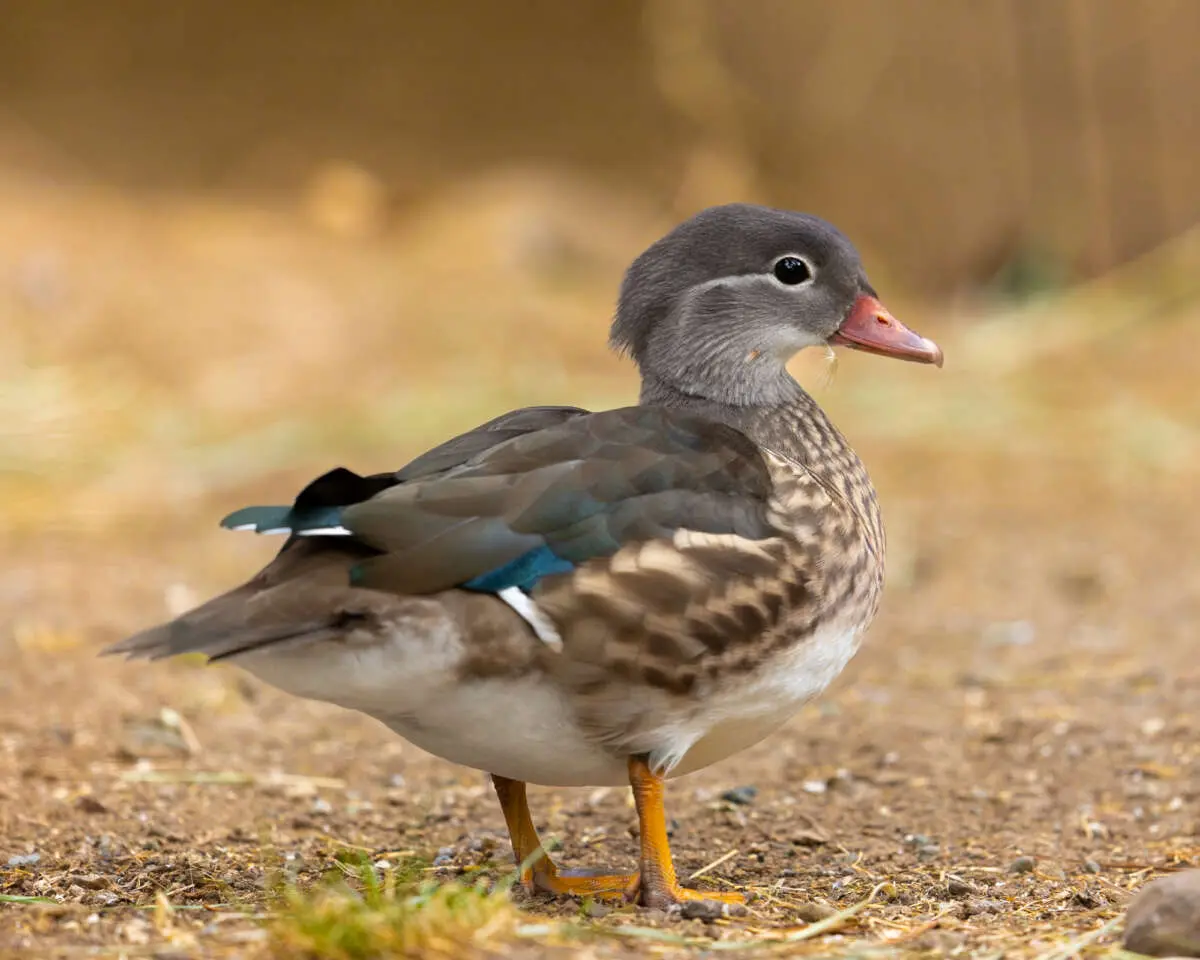 Mandarin Duck: A Guide to the Vibrant Species