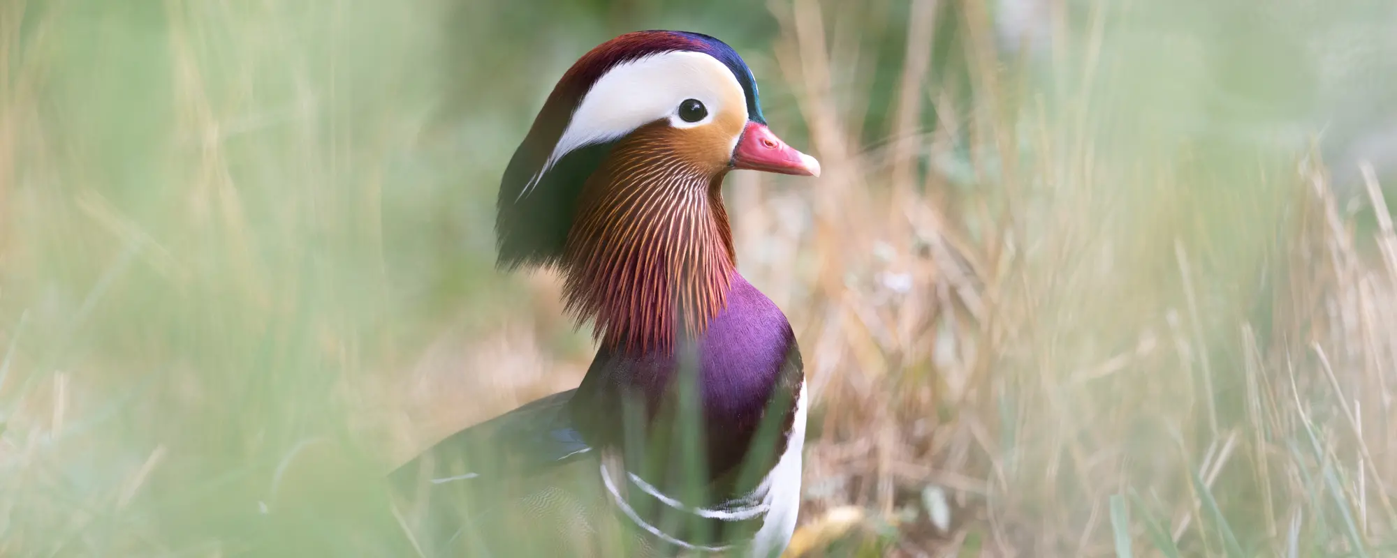 Mandarin Duck: A Guide to the Vibrant Species