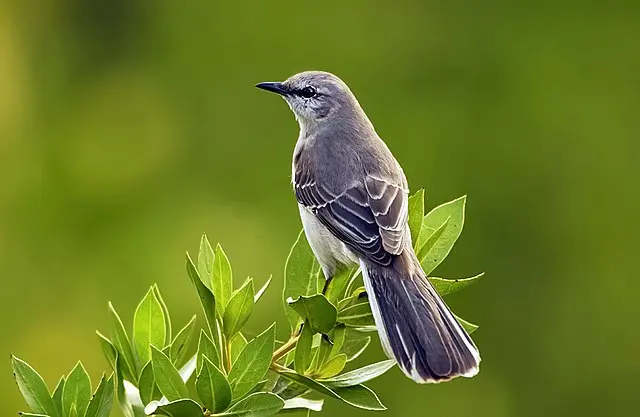 Mockingbird - Wikipedia