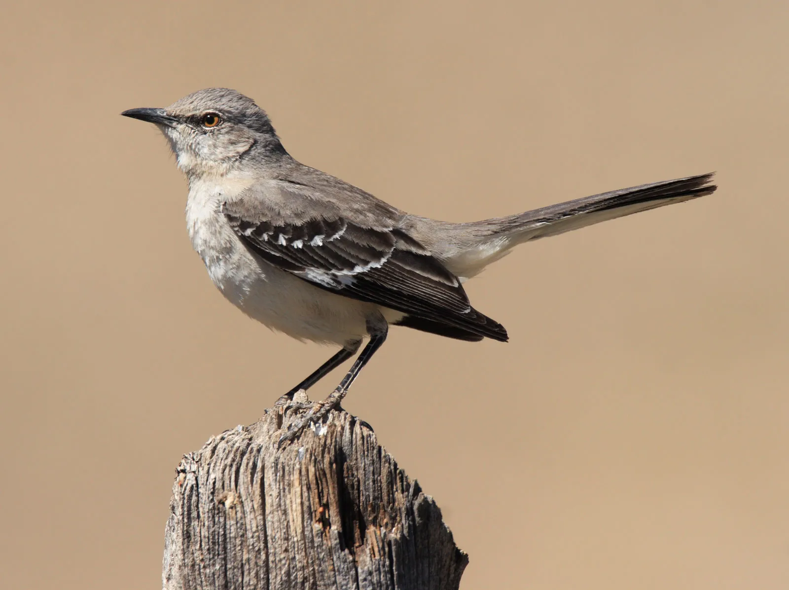 Mockingbird | Songbird, Mimicry, Nocturnal | Britannica