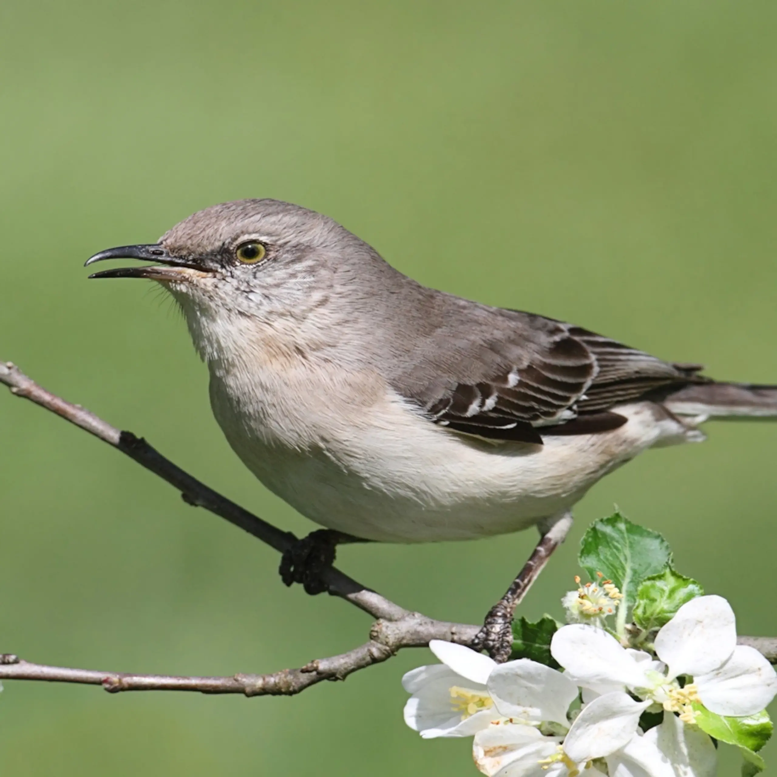 Northern Mockingbird