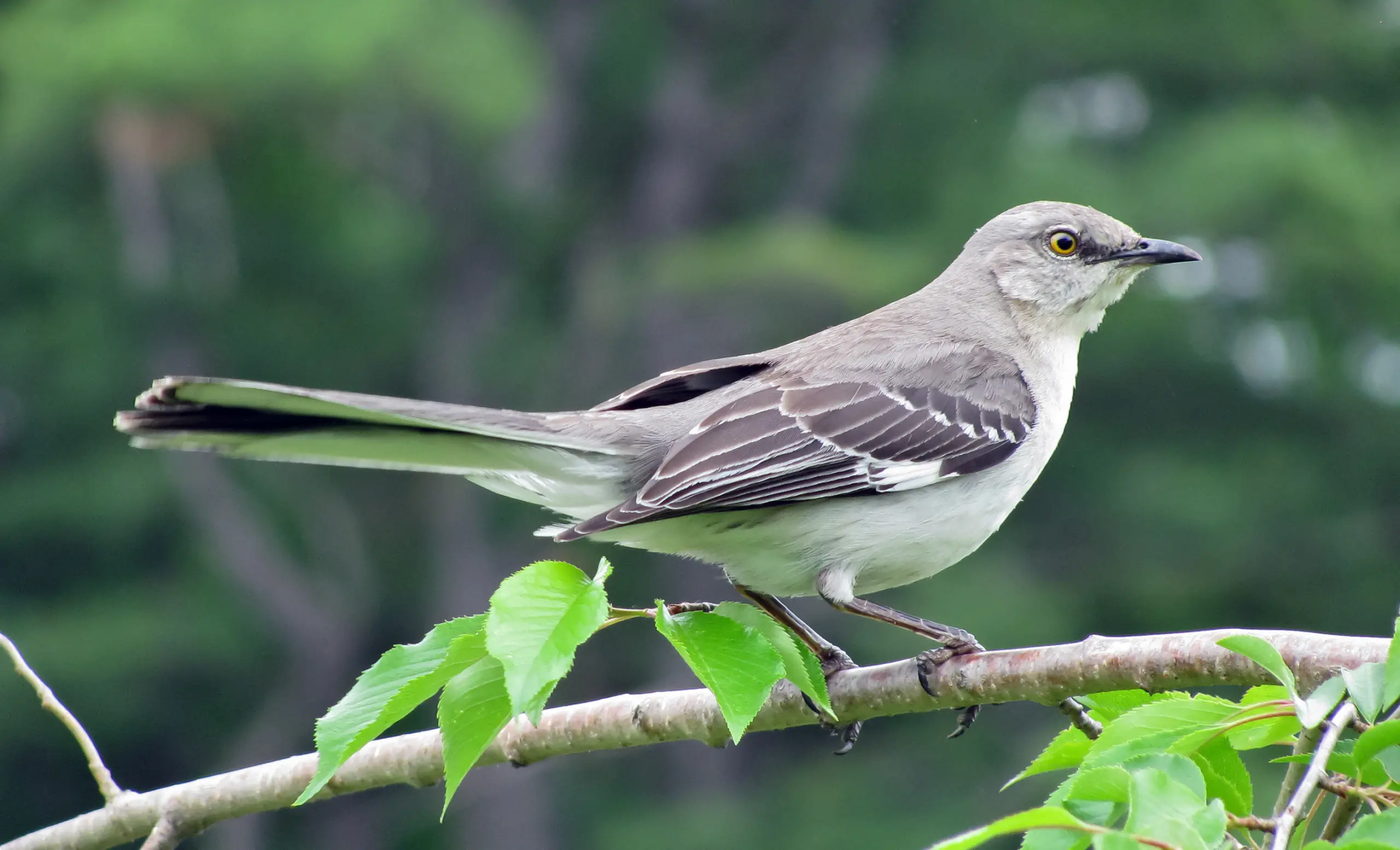 Wonders of Wildlife: Northern Mockingbird | AWF