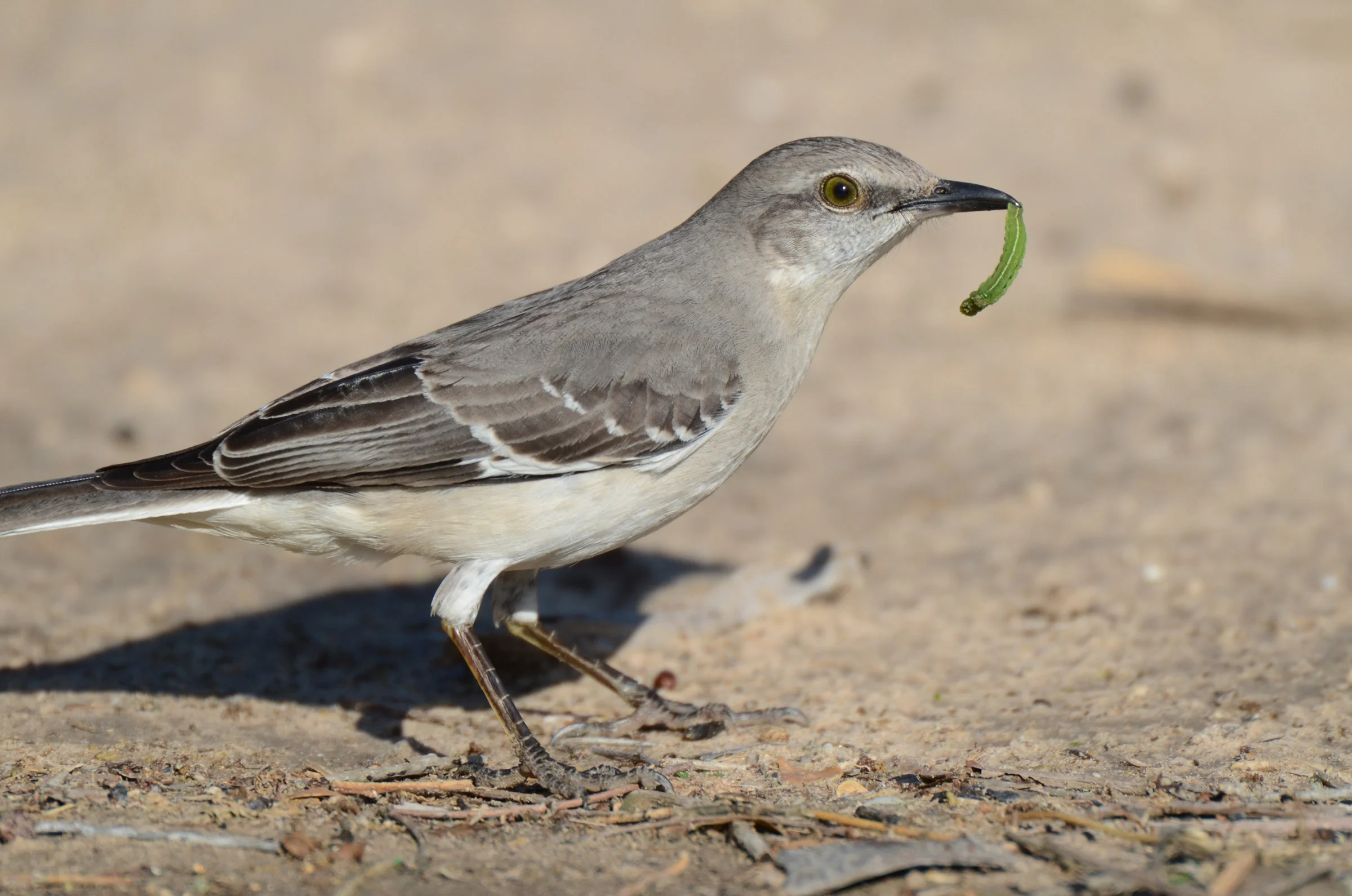 Northern Mockingbird | Audubon Field Guide