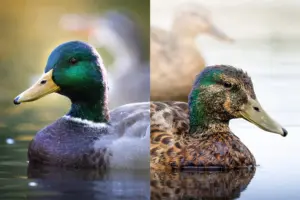 Male Ducks: Characteristics, Behavior, and Role in Ecosystems