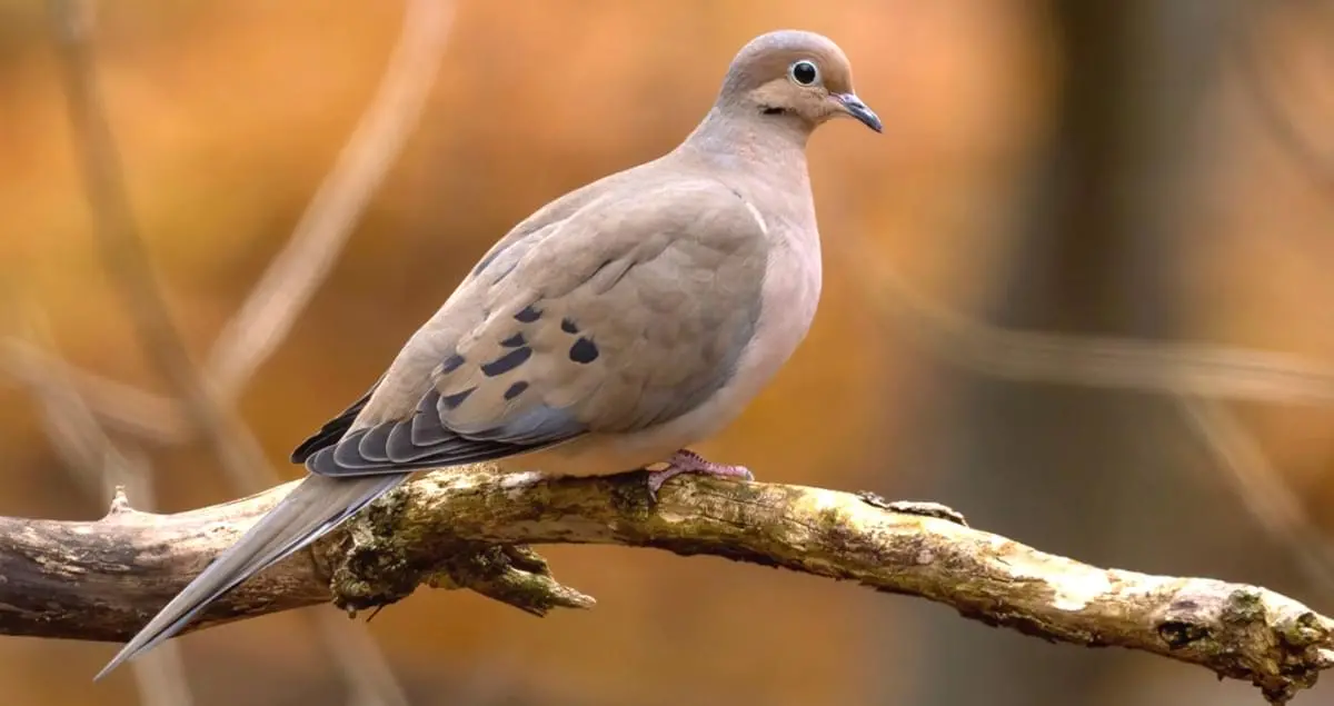 Mourning Dove Overview, All About Birds, Cornell Lab of ...