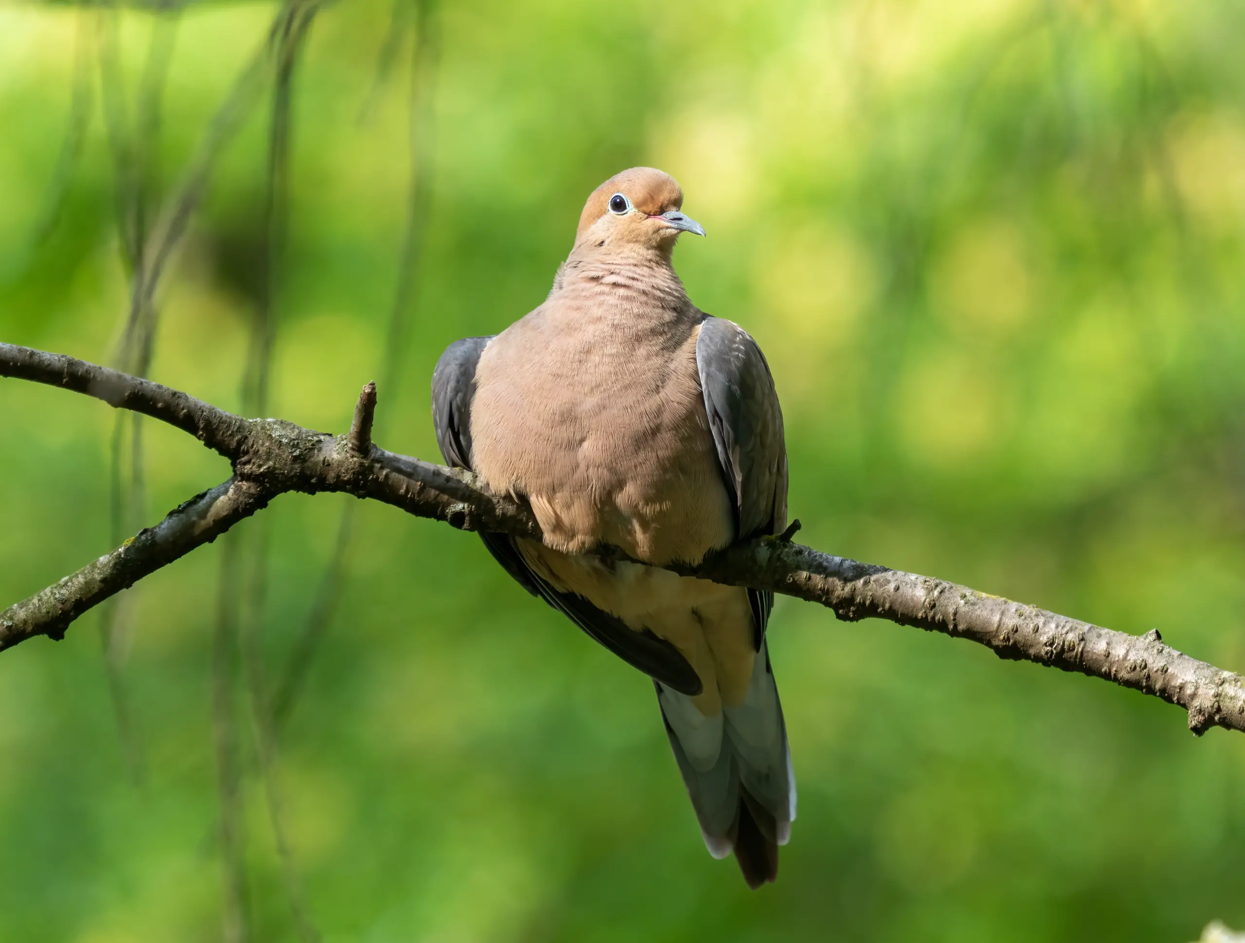 Mourning dove - Wikipedia