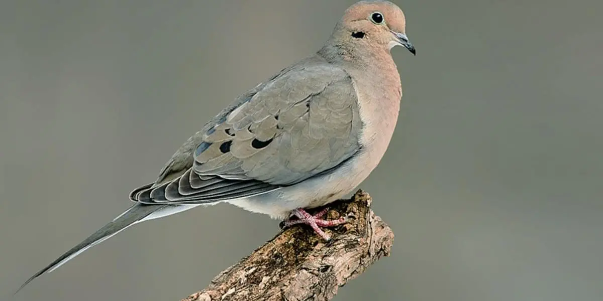 Bird of The Week: Mourning Dove – Kern Audubon Society