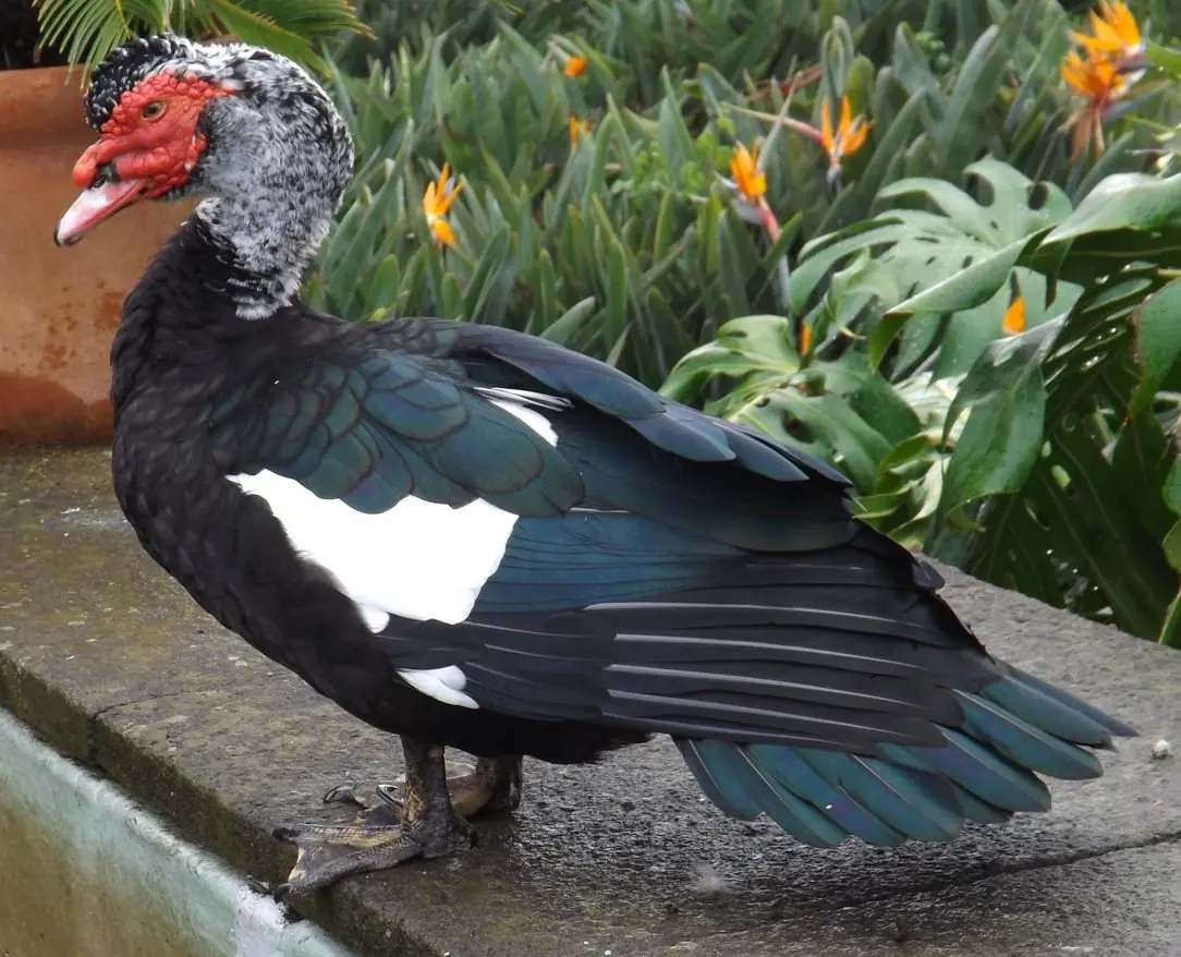 The Remarkable Muscovy Duck — Tetrapod Zoology