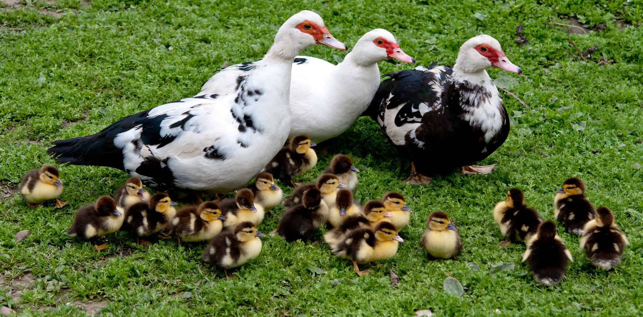 Muscovy (domestic) - British Waterfowl Association