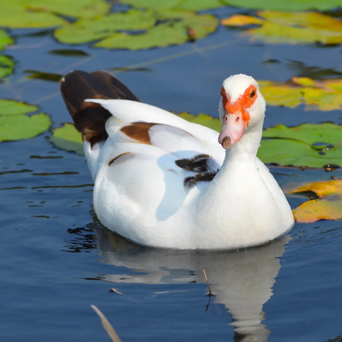 Hawaiʻi Birding Trails | muscovy duck