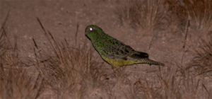 Conservation of the Night Parrot