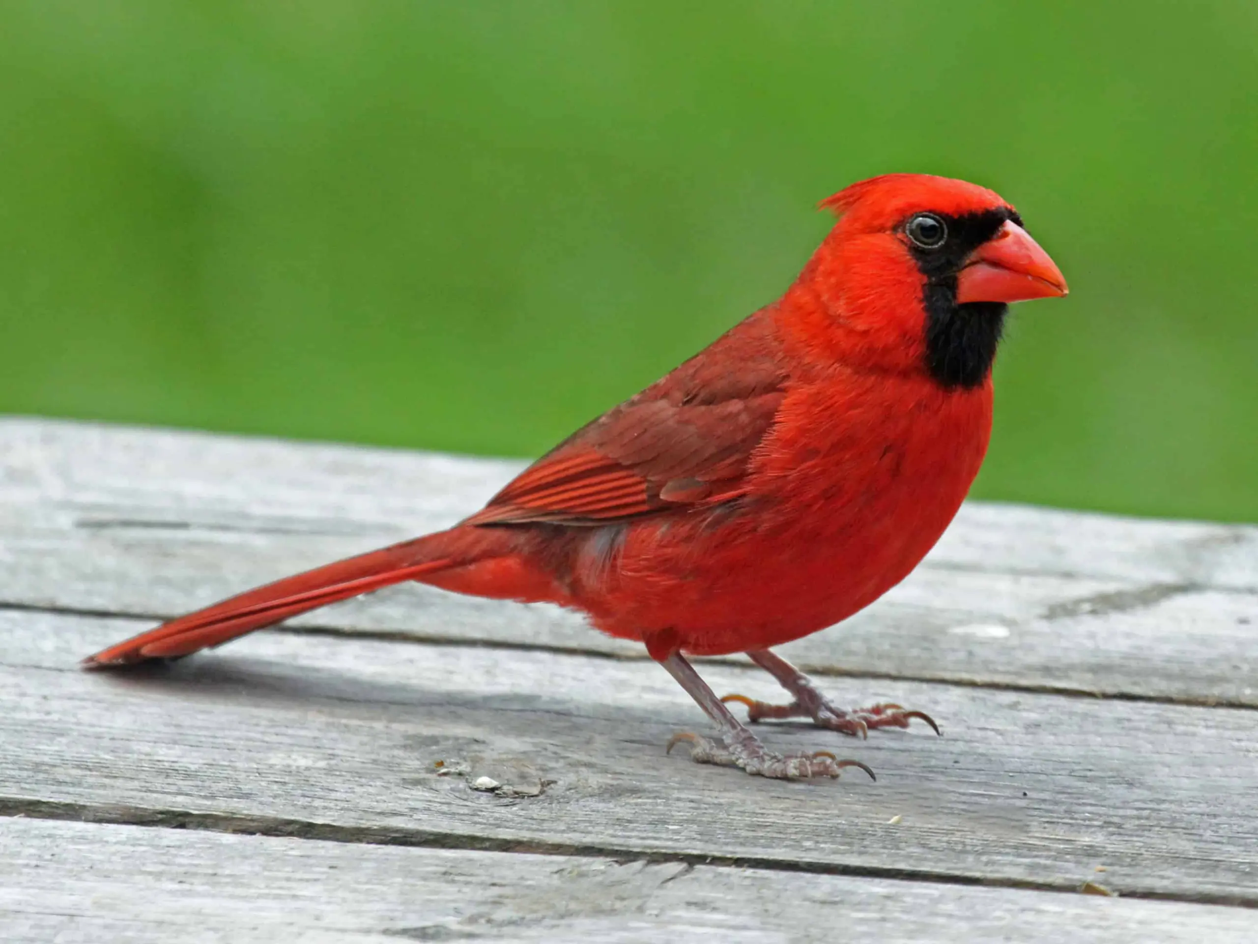 Northern Cardinal – Indiana Audubon