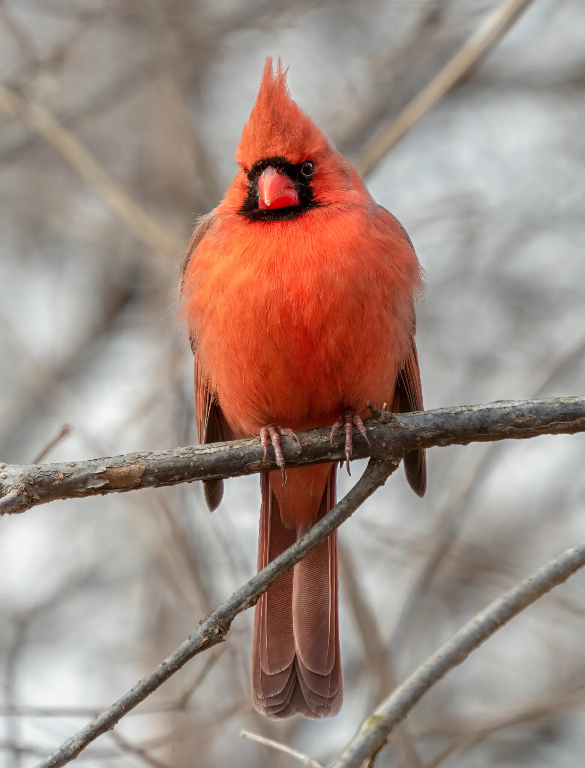 Northern cardinal - Wikipedia