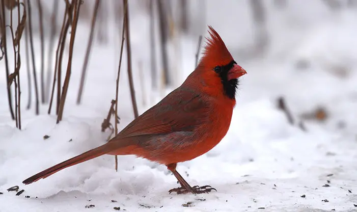 The Northern Cardinal - Schlitz Audubon