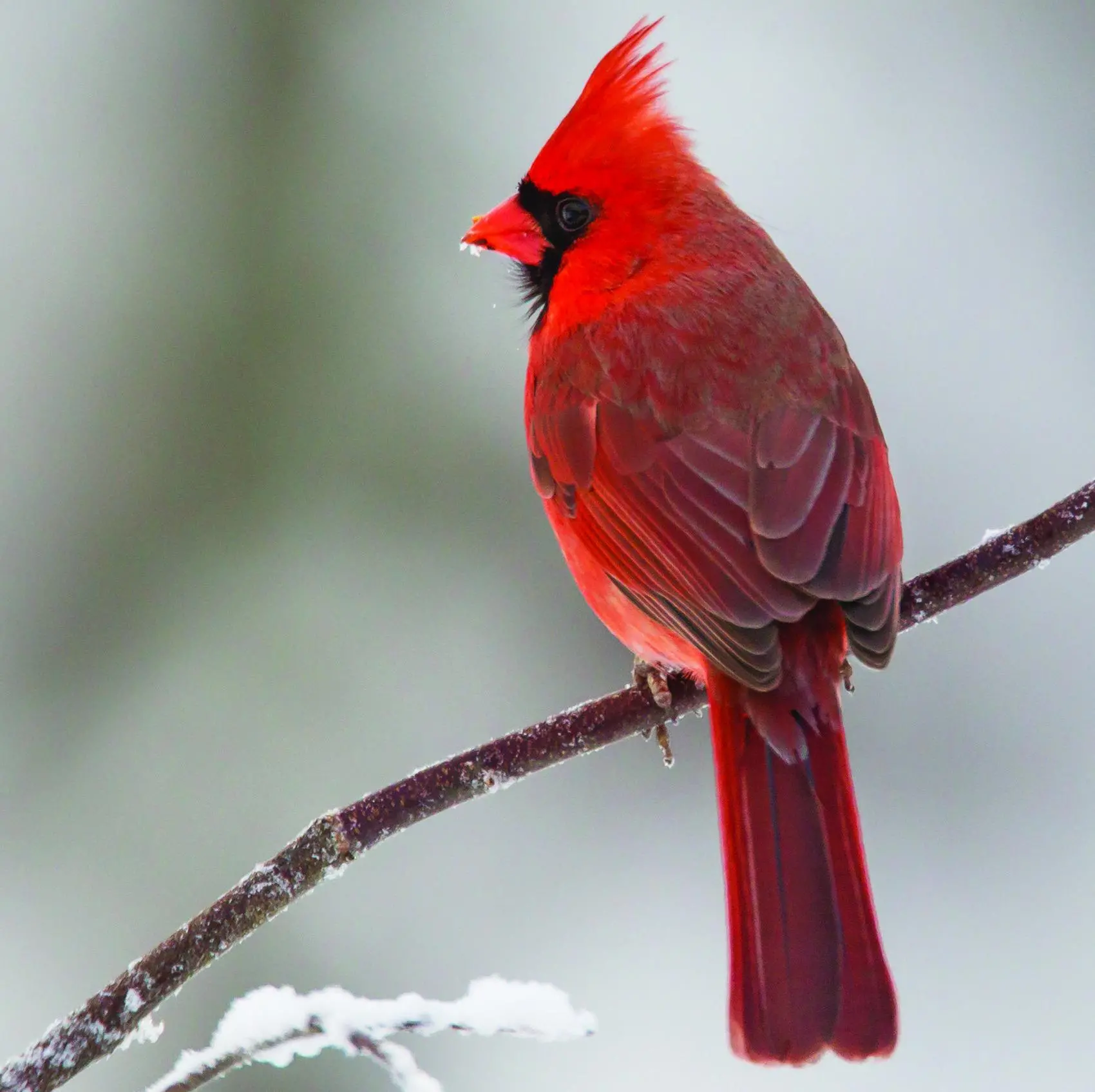 Exploring Nature: Northern Cardinals | San Marcos Record