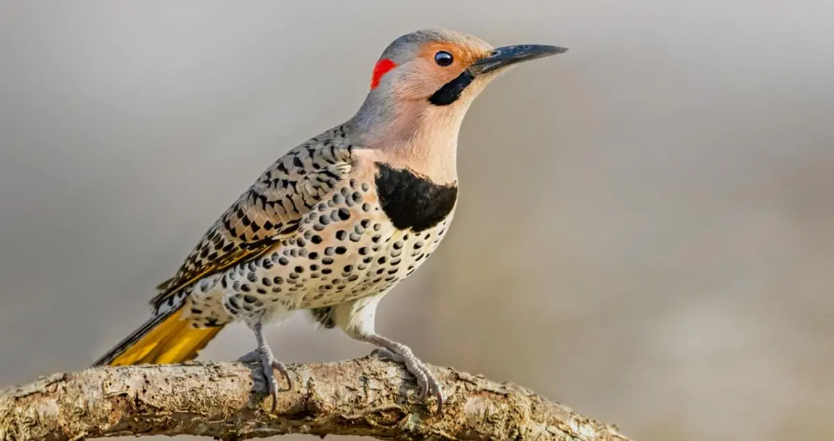 Northern Flicker Overview, All About Birds, Cornell Lab of ...