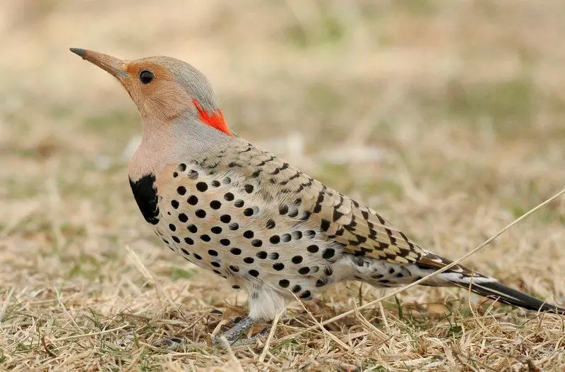 Birding Today: Northern Flicker an unusual woodpecker | News ...