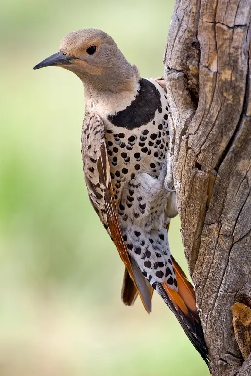 Northern flicker - Wikipedia