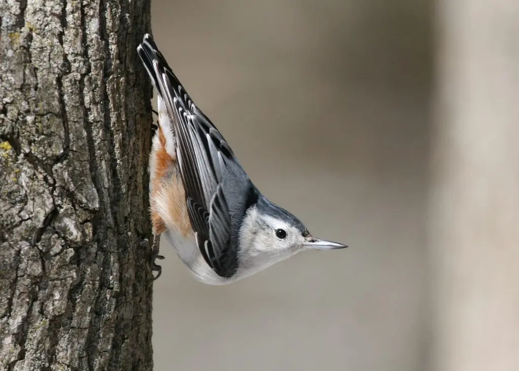 White-breasted Nuthatch | Celebrate Urban Birds