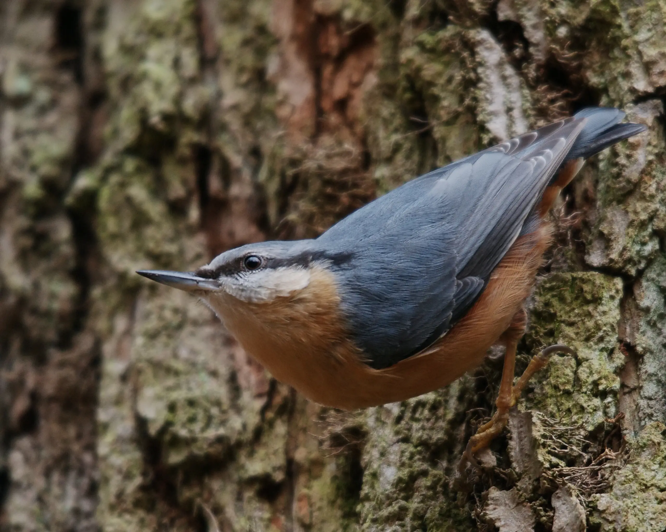 Nuthatch - Wikipedia