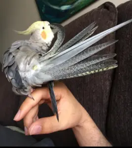 Cockatiel Parrot: Guide to Care, Training, Health and Breeding