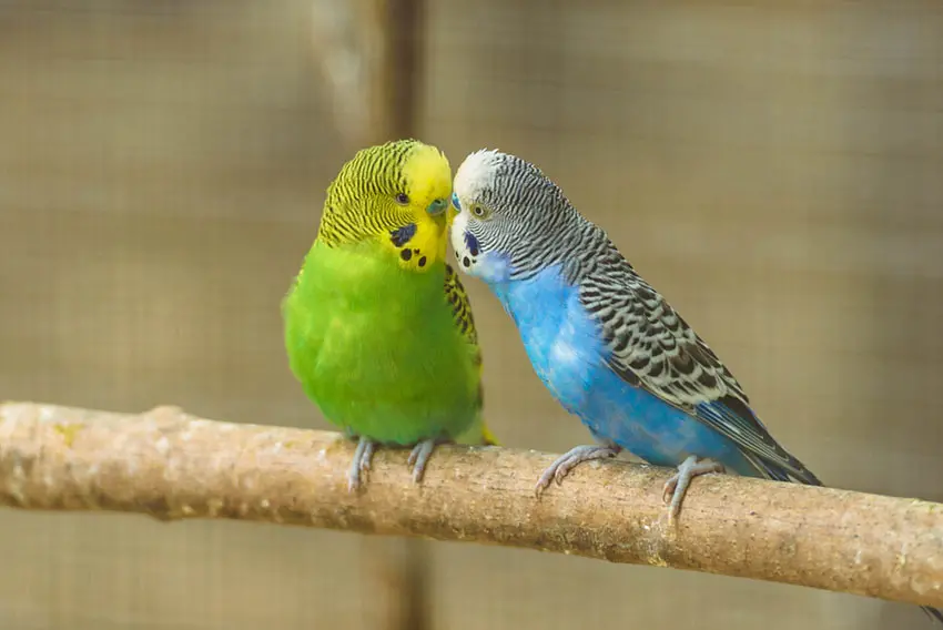 Introduction To Parakeets | Parakeets | Guide | Omlet US