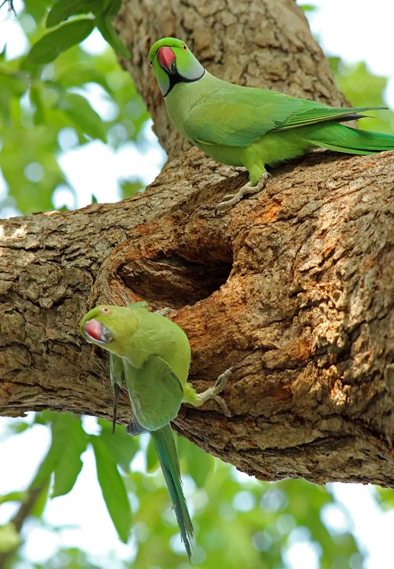 Parakeet - Wikipedia