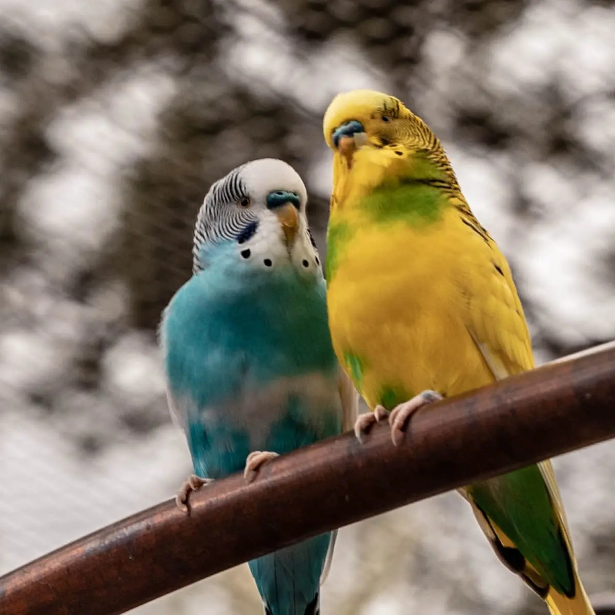 How to Choose, Care for, and Train a Parakeet - PetHelpful