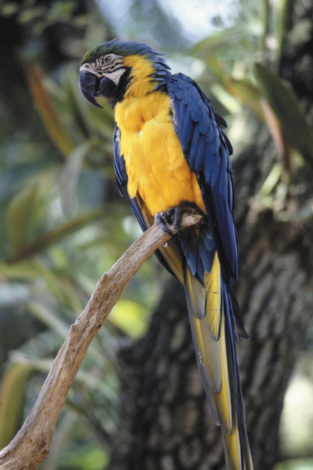 Parrot | Description, Types, & Facts | Britannica