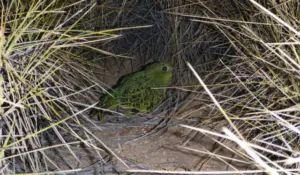 Night Parrots - Bush Heritage Australia