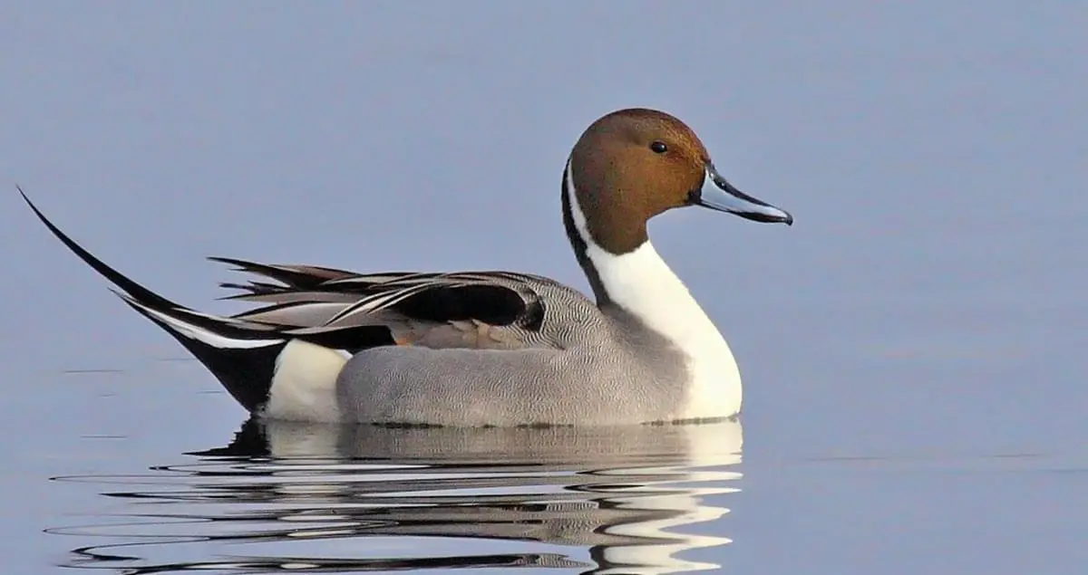 Northern Pintail Identification, All About Birds, Cornell ...