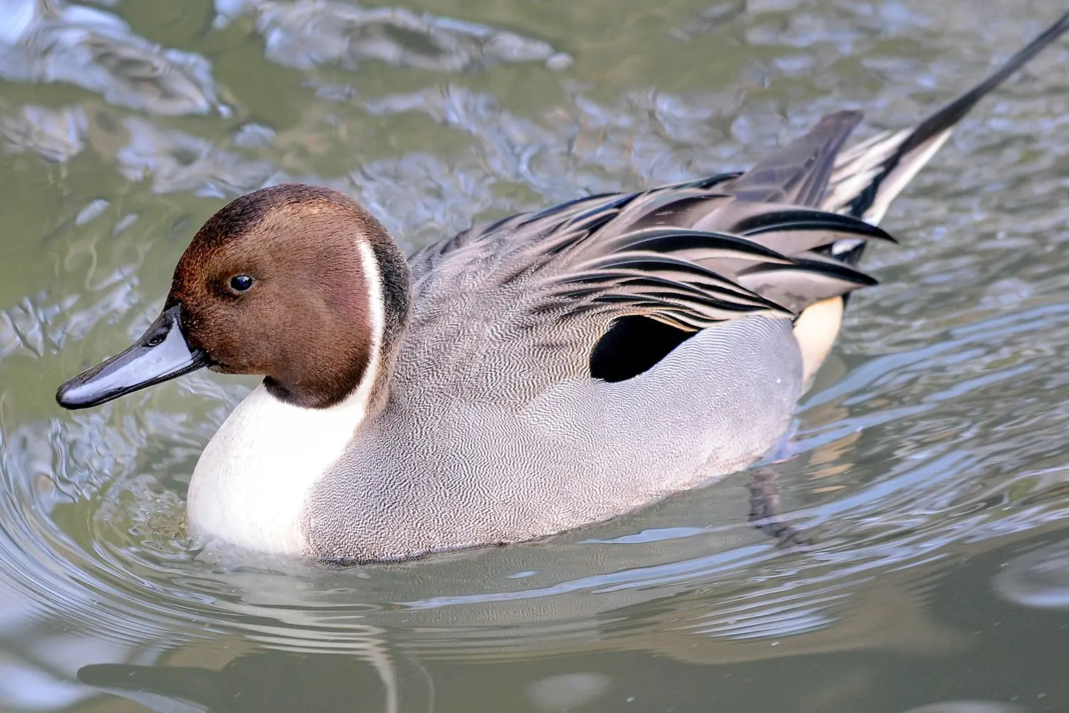 Northern Pintail | The Maryland Zoo