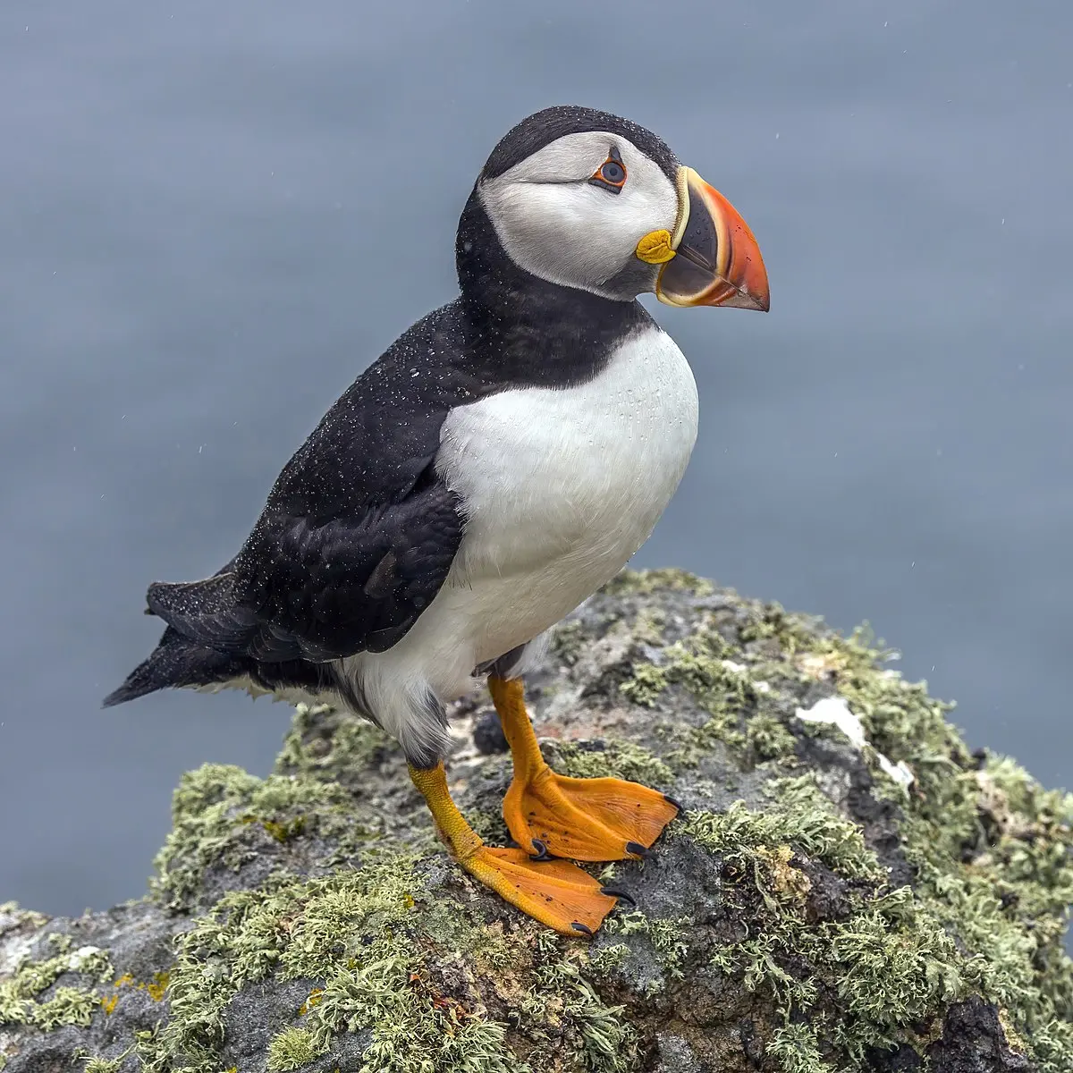 Atlantic puffin - Wikipedia