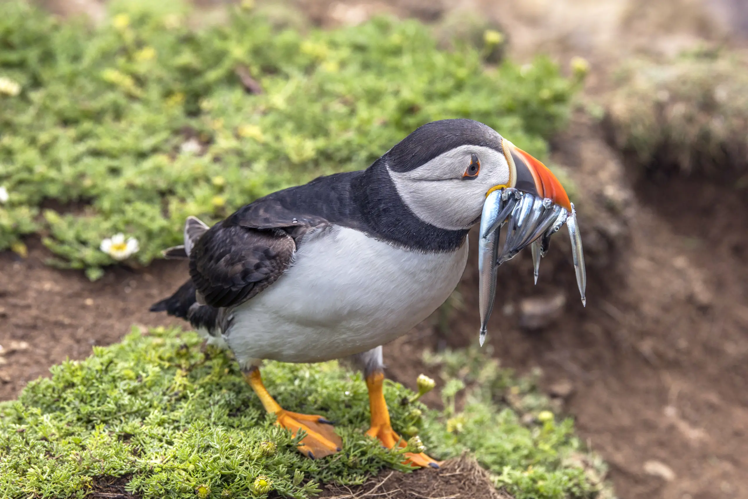 Puffin - Wikipedia