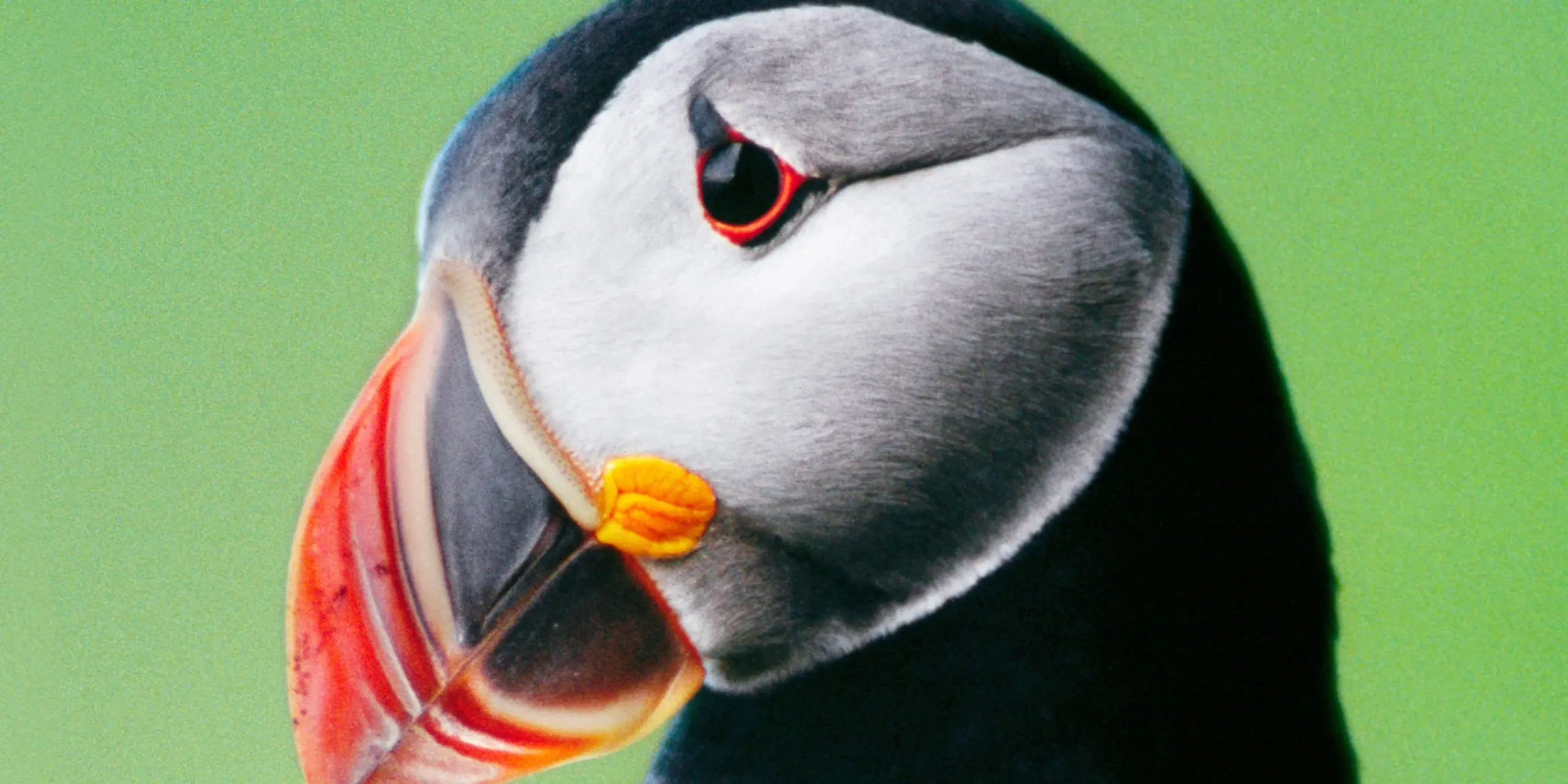 Atlantic Puffin | National Geographic