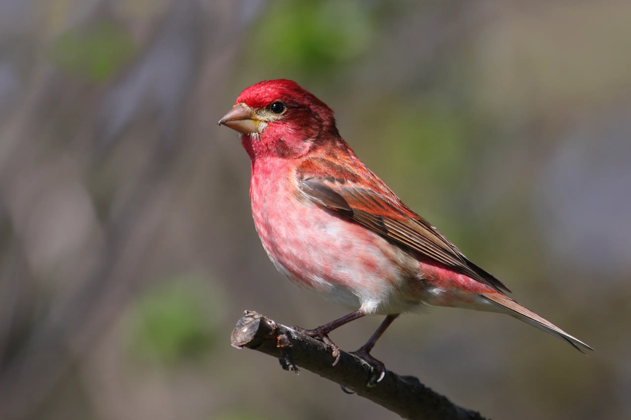 Purple finch - Wikipedia