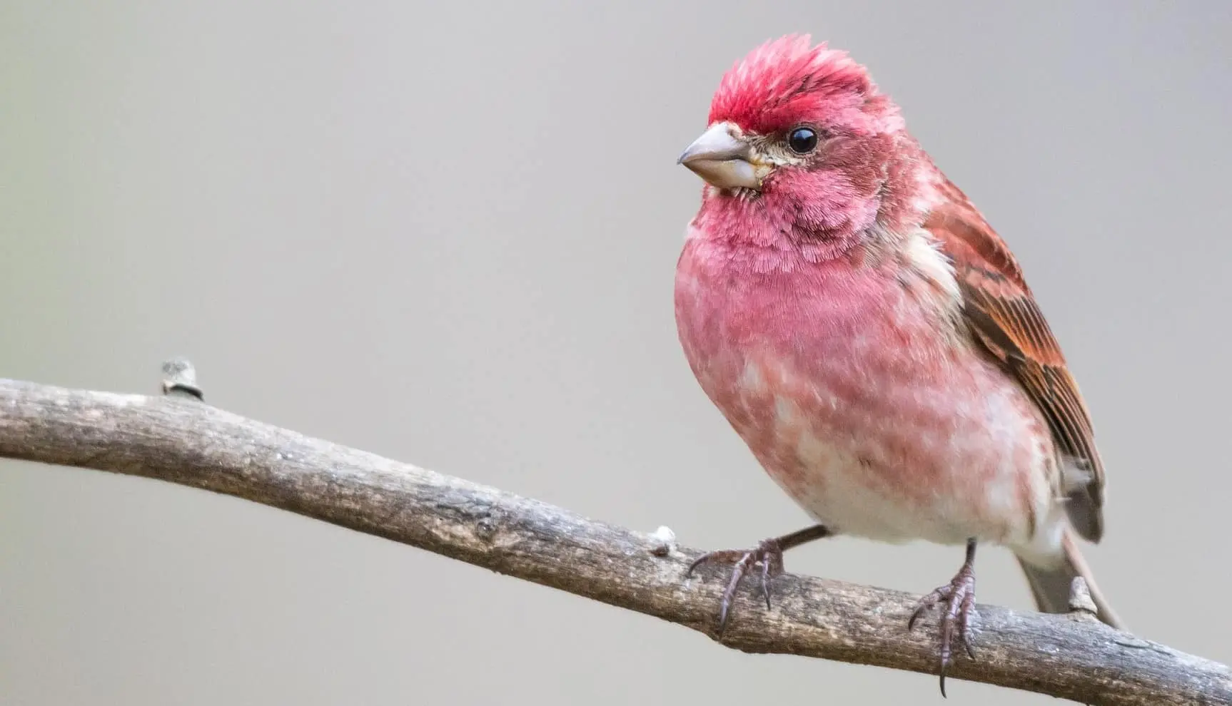 Purple Finch – Indiana Audubon