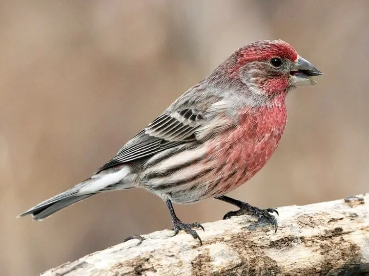 Similar Species to Purple Finch, All About Birds, Cornell ...