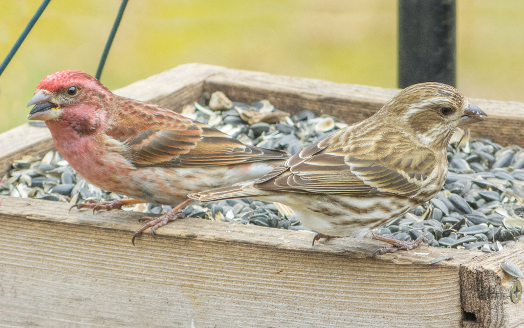 Ah, the Purple Finch | GREAT READ | Birding: Backyard & Beyond