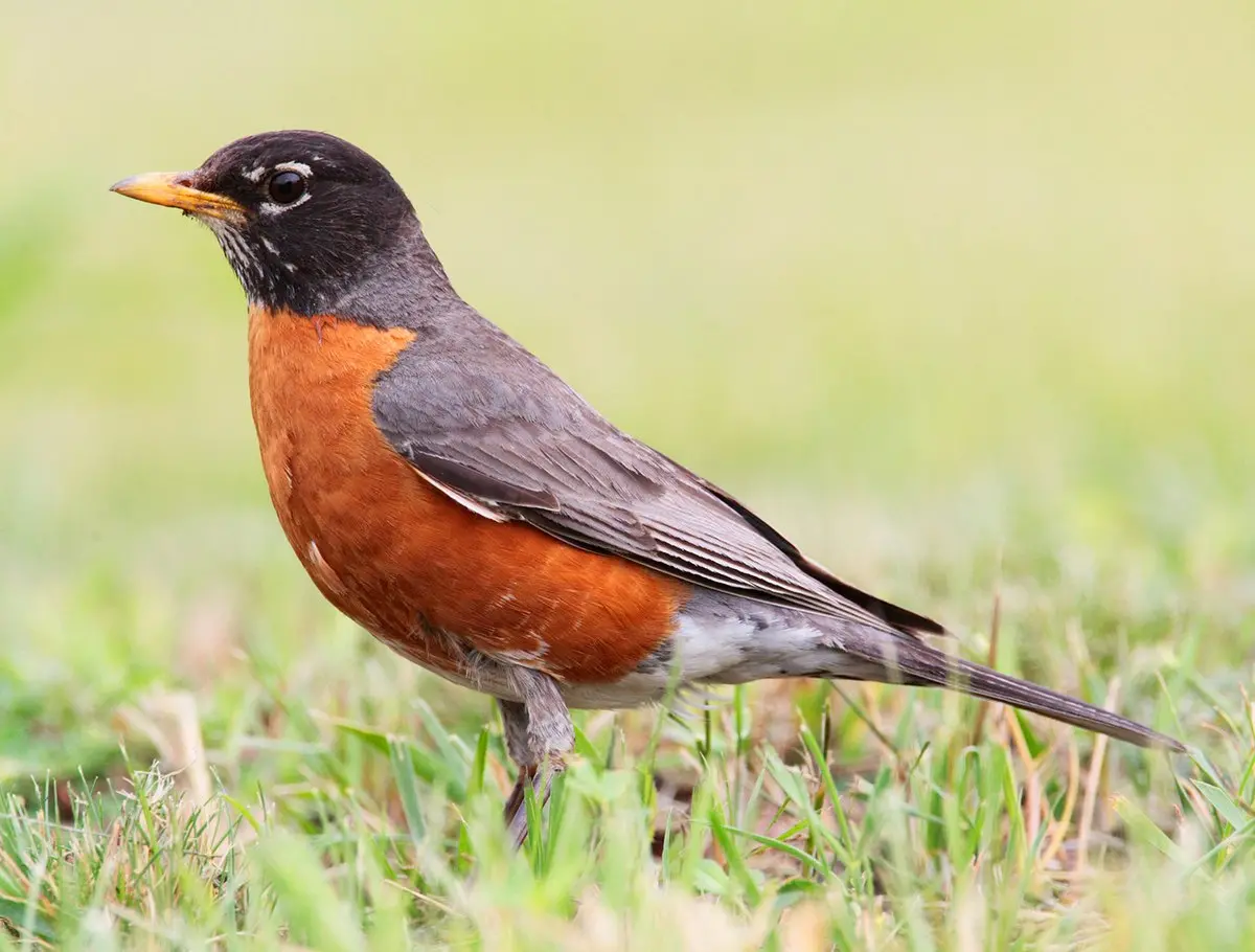 American robin - Wikipedia