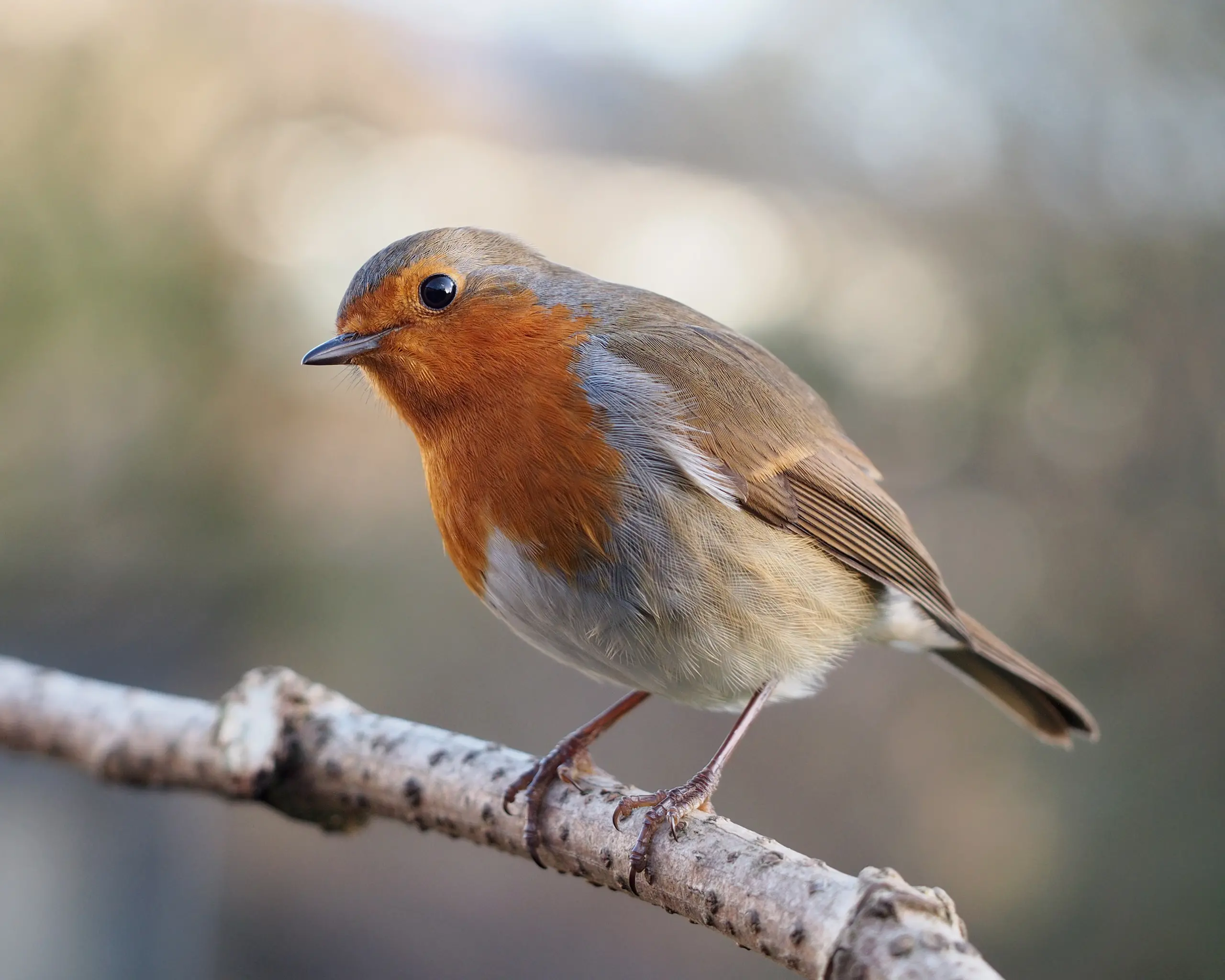 European robin - Wikipedia