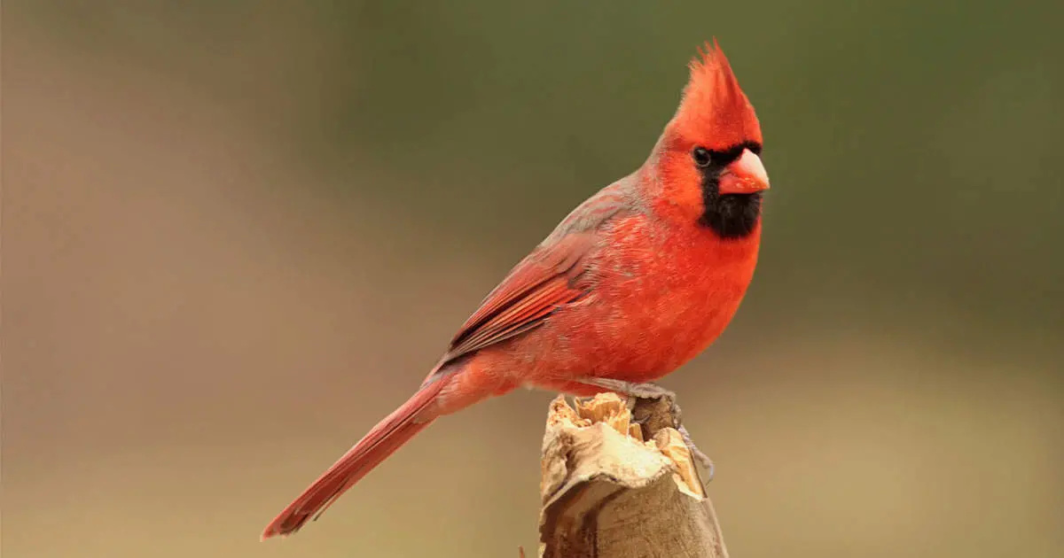 Featured Birds: Northern Cardinals