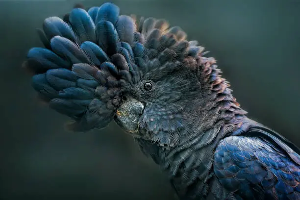 Red Tailed Black Cockatoo, tracielouise | Posters, Art Prints, Wall Murals | +250 000 motifs