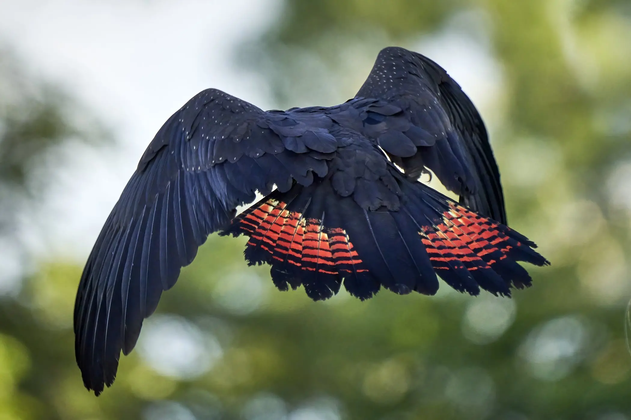 Red-tailed Black Cockatoo — David Taylor - Master Jeweller ...