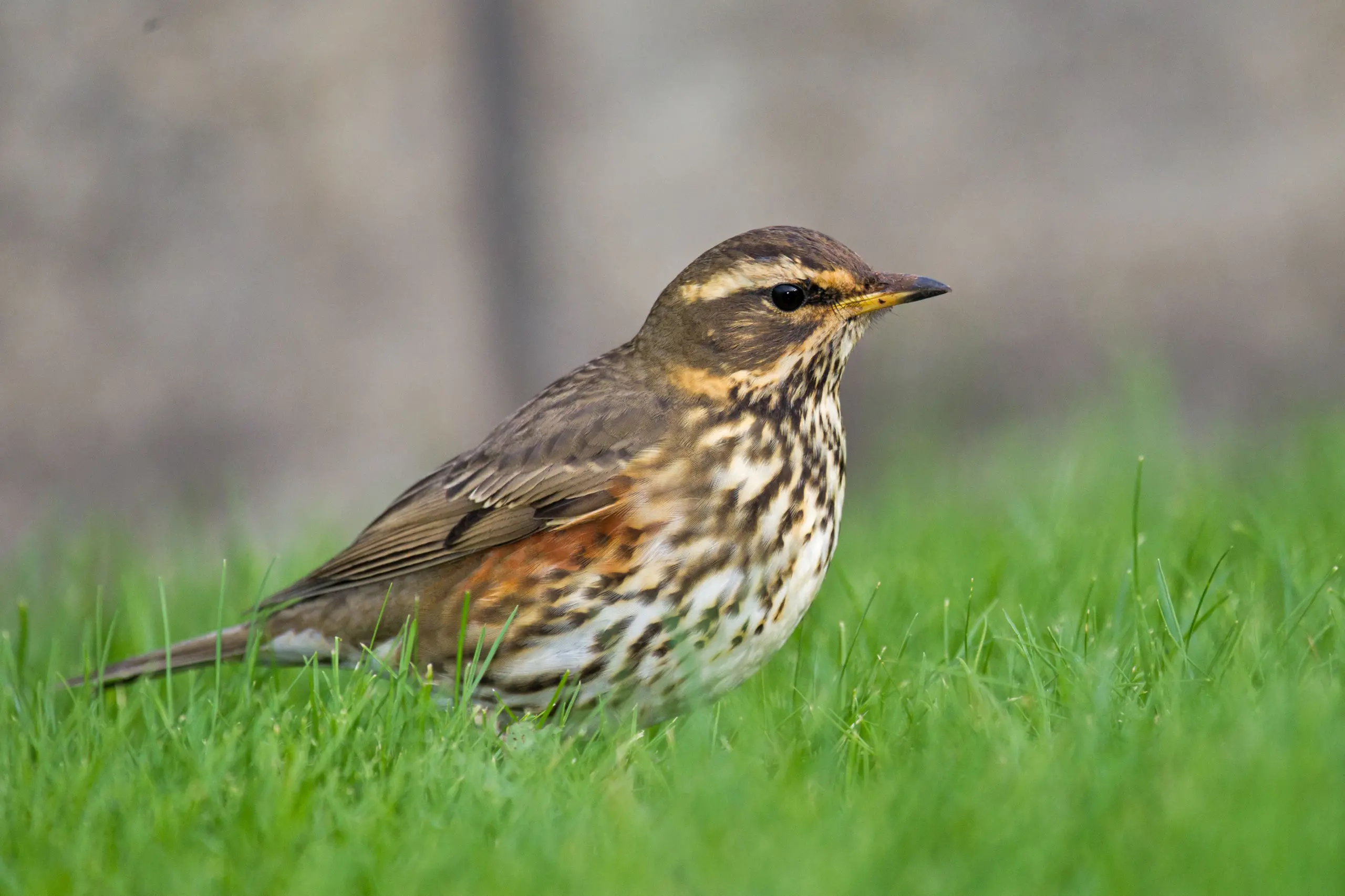 Redwing - Wikipedia