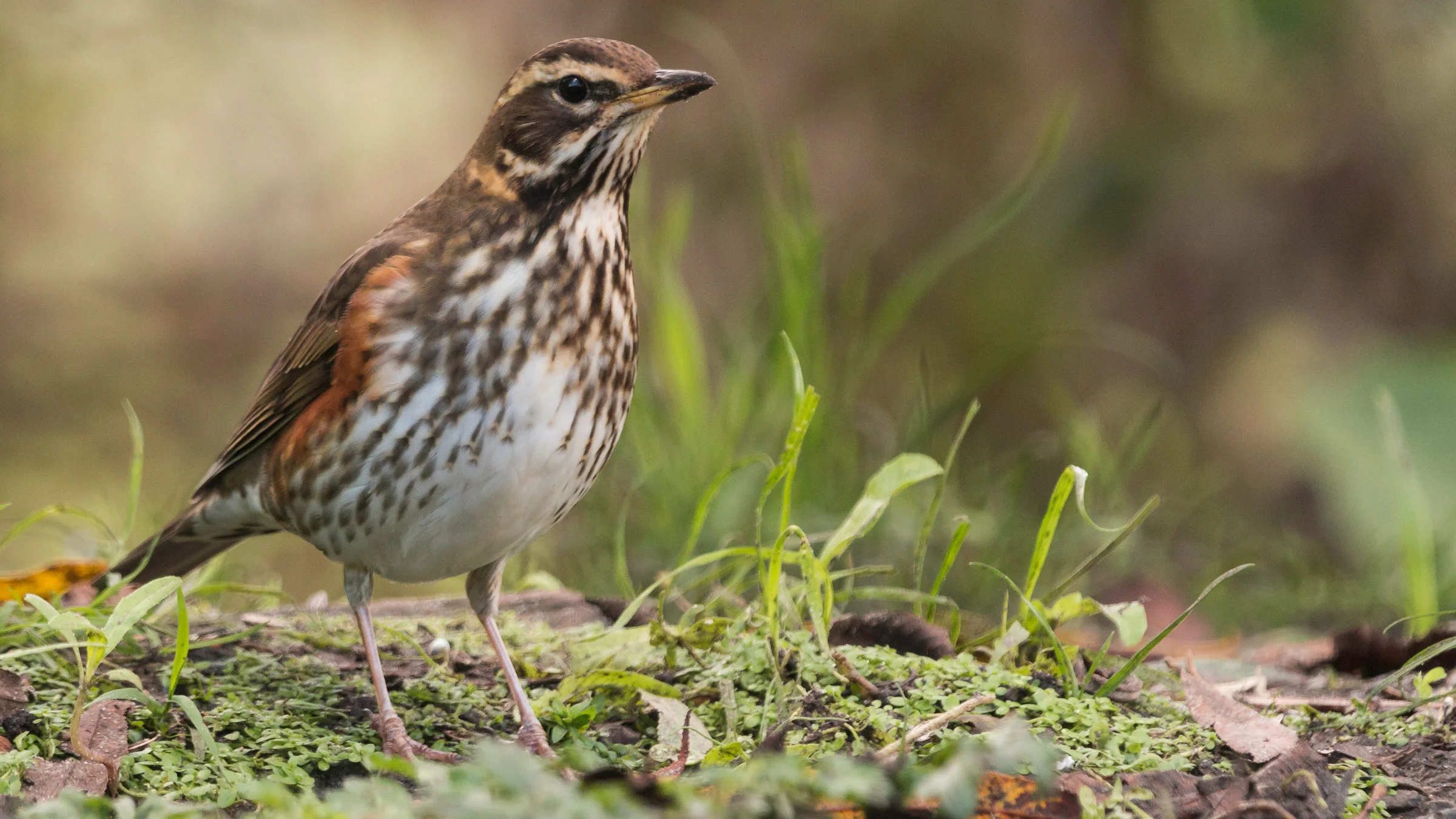 Redwing | Audubon Field Guide