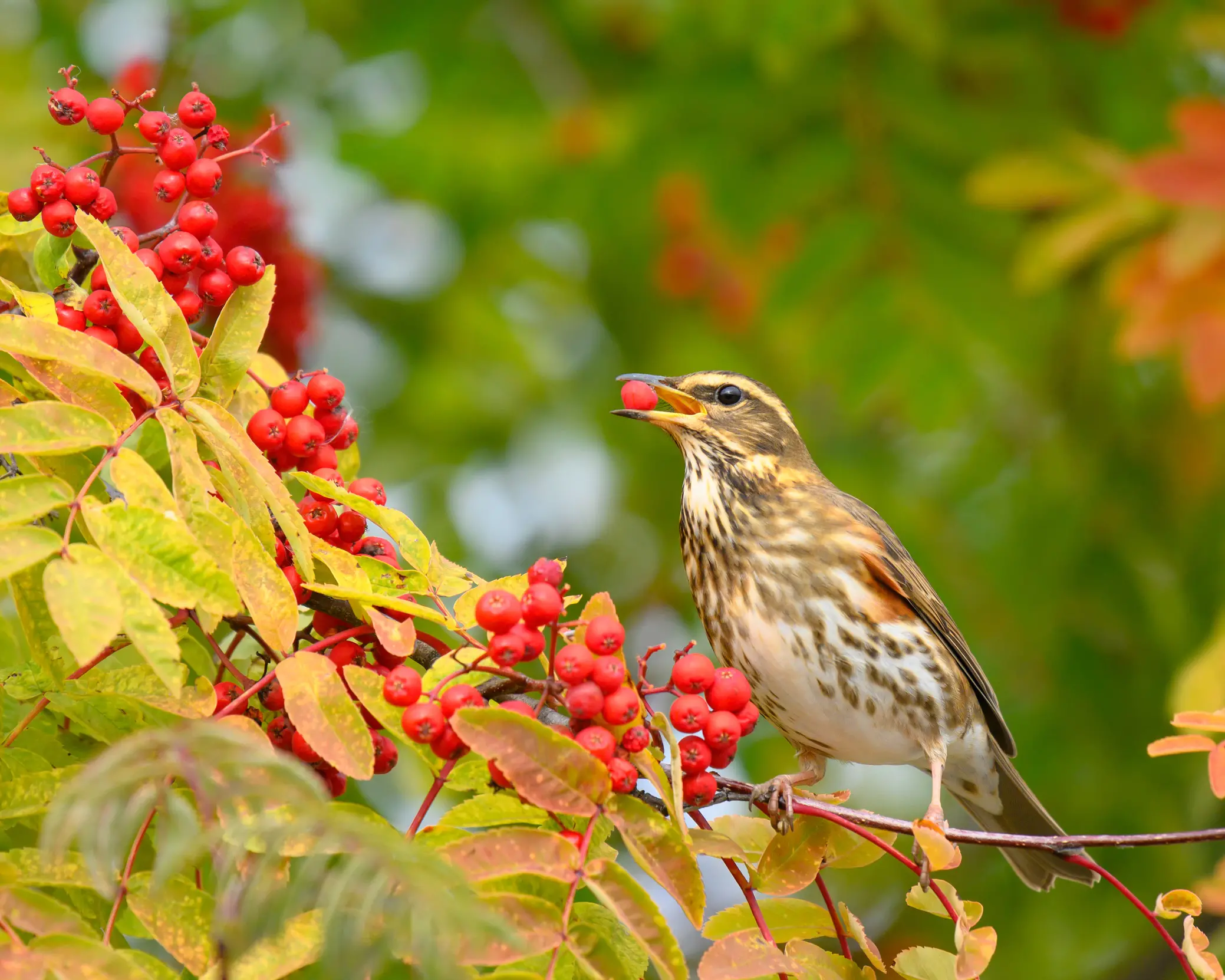 Redwing Bird Facts | Turdus Iliacus