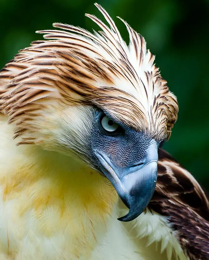 Largest Eagles in the World – Top 10