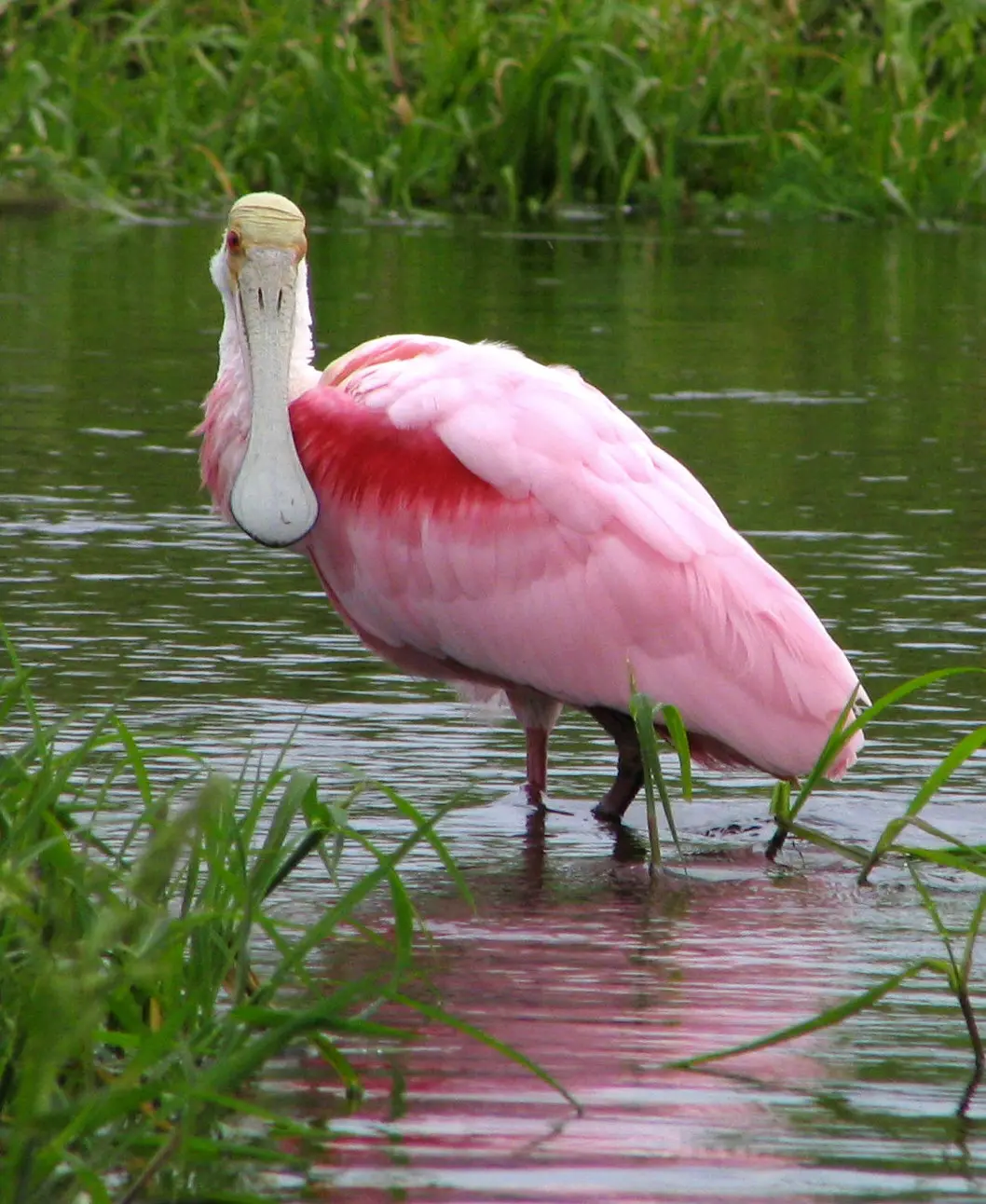 Roseate spoonbill - Wikipedia